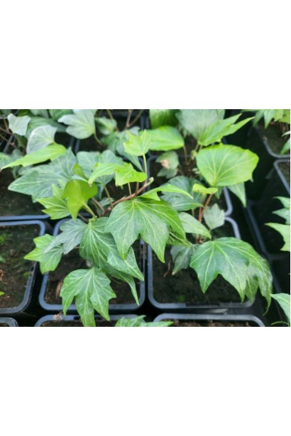 Плющ Green Ripple саджанці в контейнері Р9